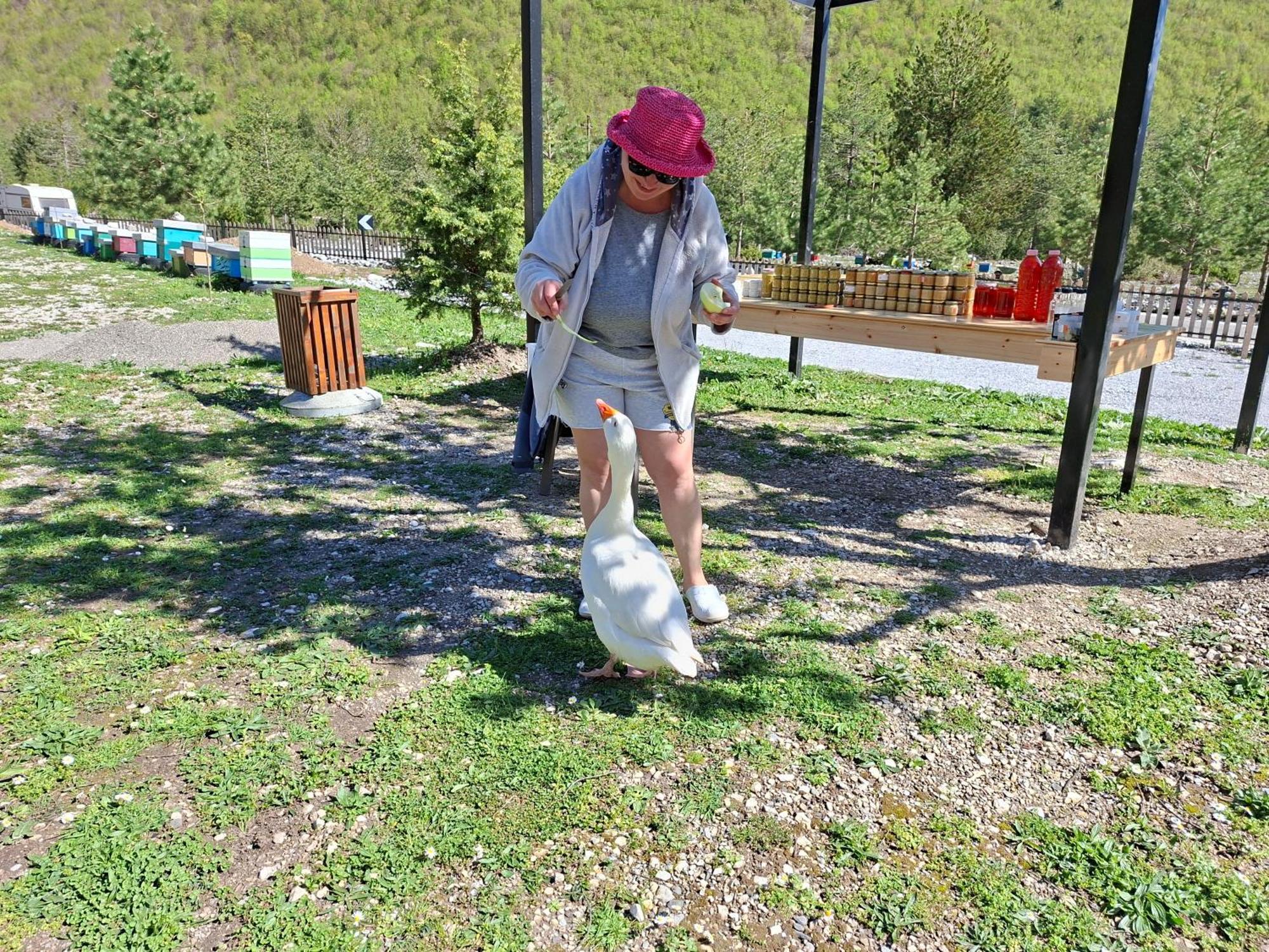 Pensjonat Ferma E Bleteve Stomici *
